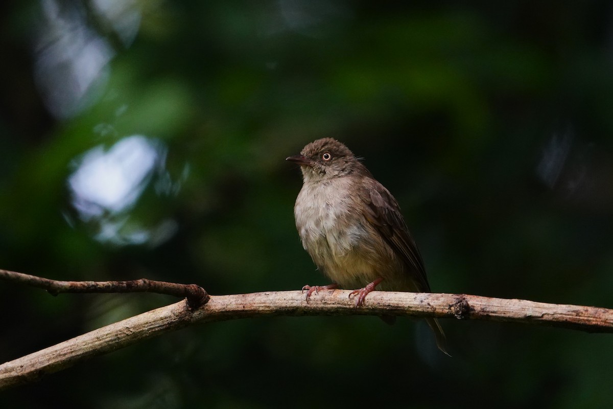 Cream-eyed Bulbul - ML620530299