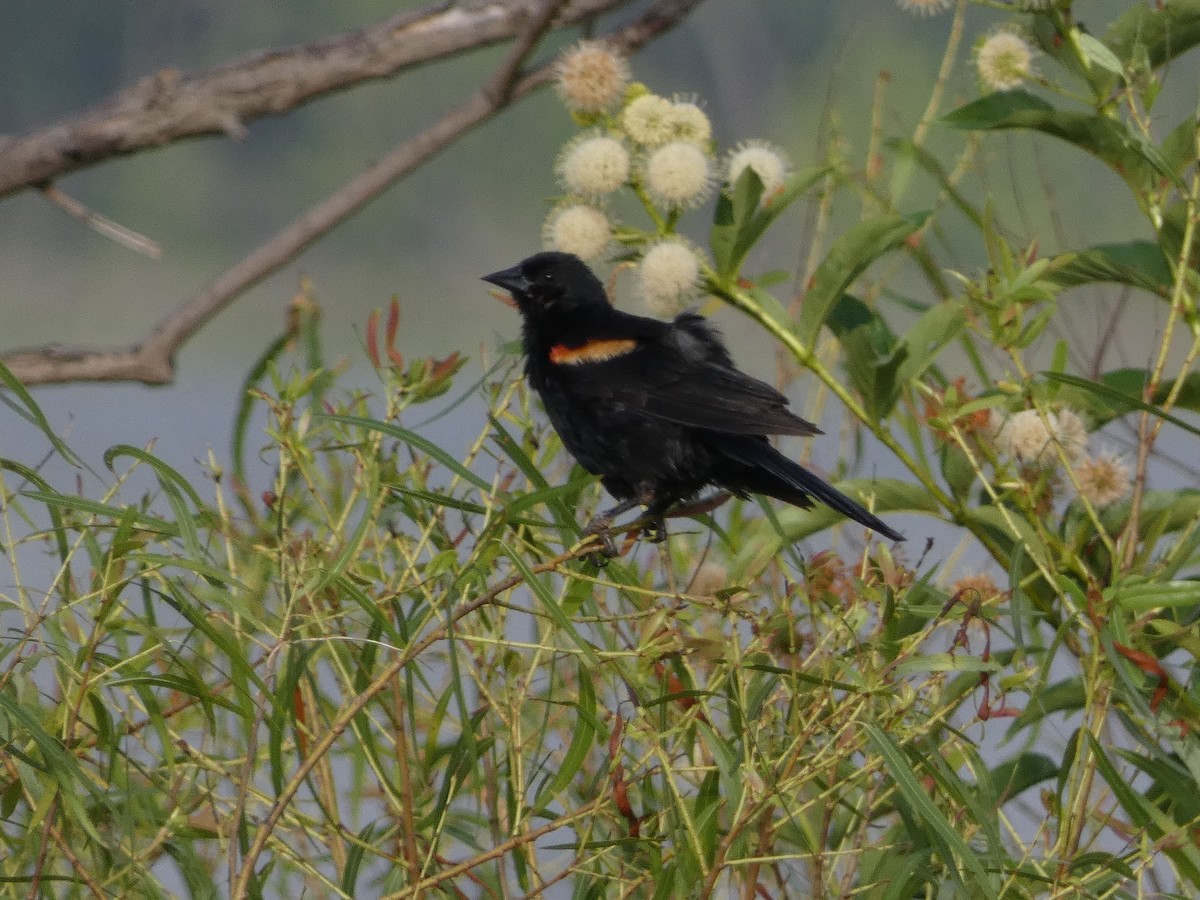 Red-winged Blackbird - ML620530305