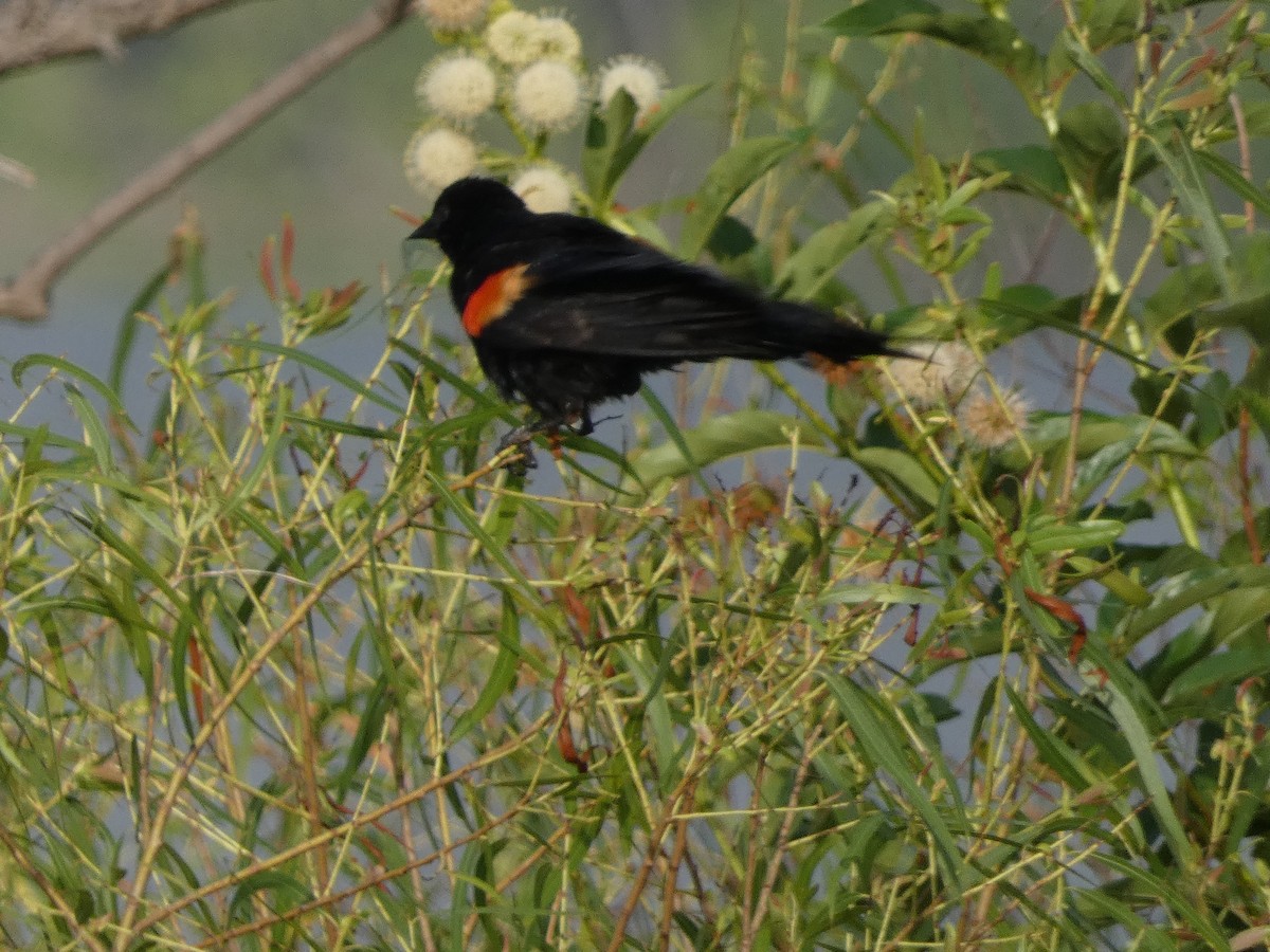 Red-winged Blackbird - ML620530306