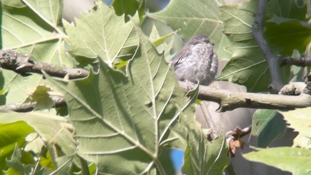 Yellow-throated Warbler - ML620530310