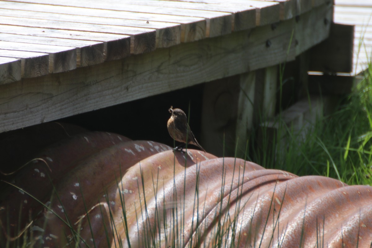 European Stonechat - ML620530319