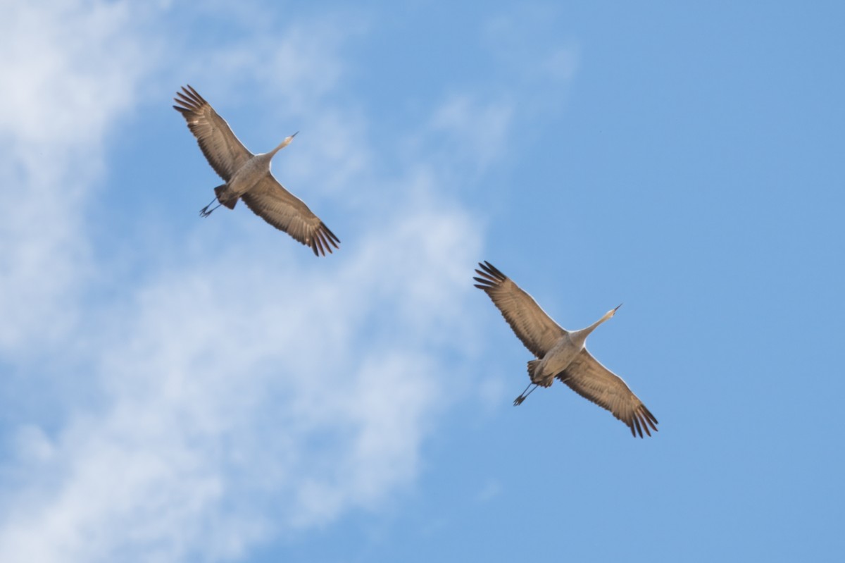 Sandhill Crane - ML620530321