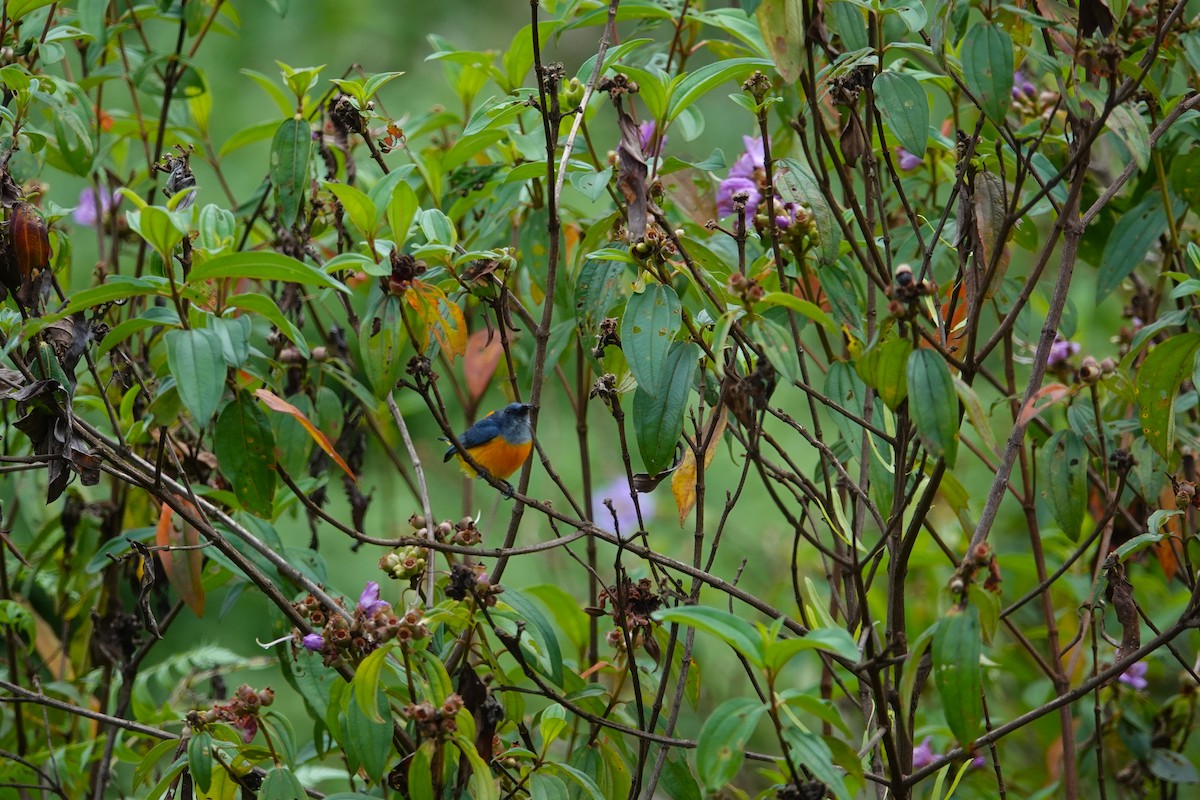 Orange-bellied Flowerpecker - ML620530327