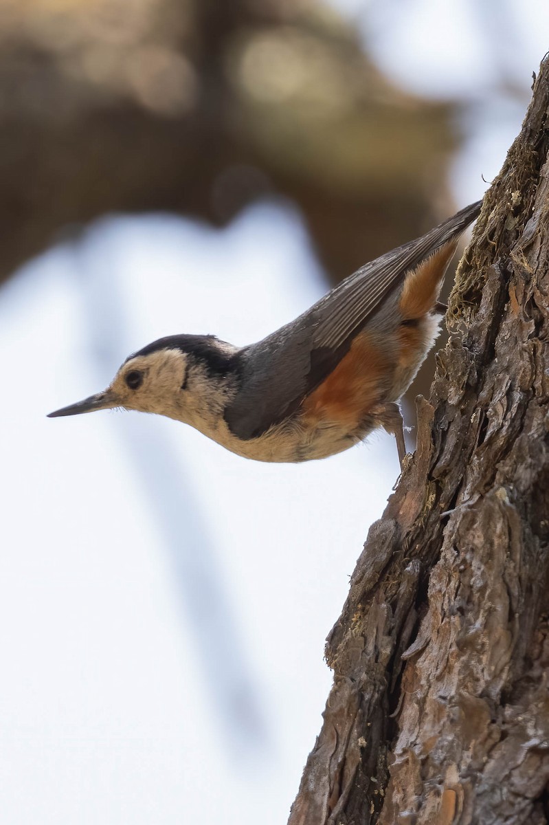 White-cheeked Nuthatch - ML620530331