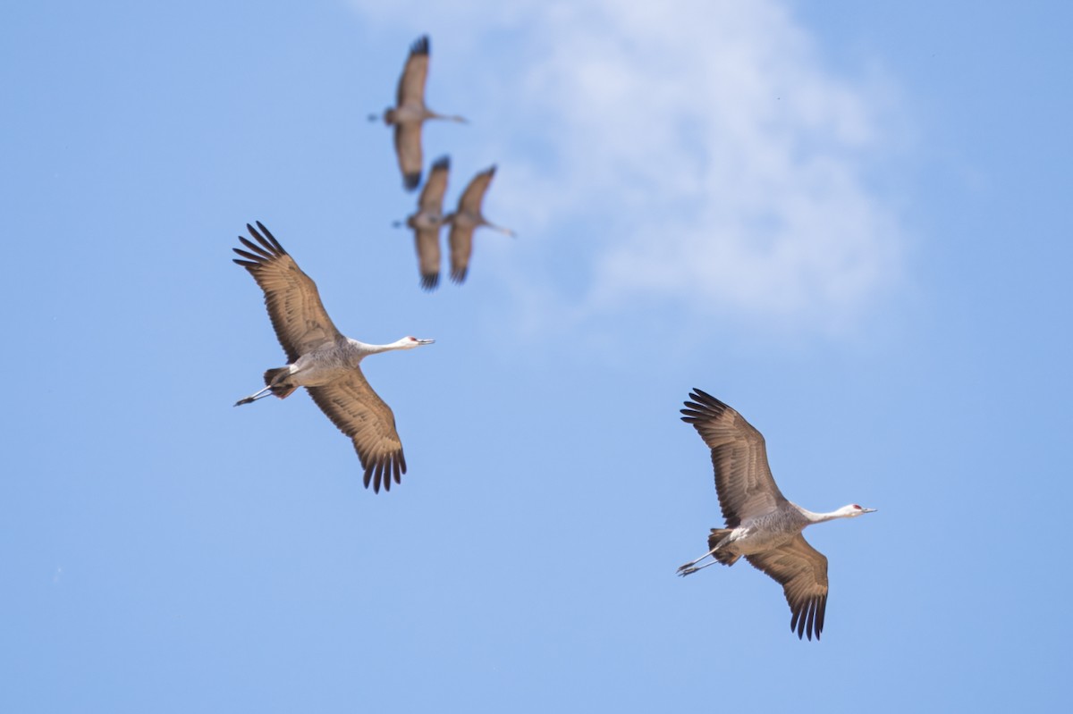 Sandhill Crane - ML620530336