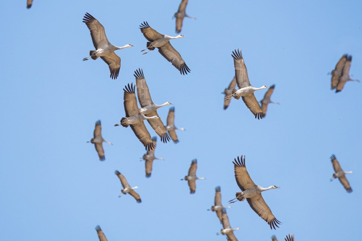 Sandhill Crane - ML620530340