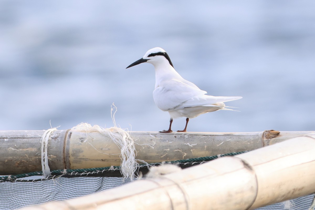 Black-naped Tern - ML620530343