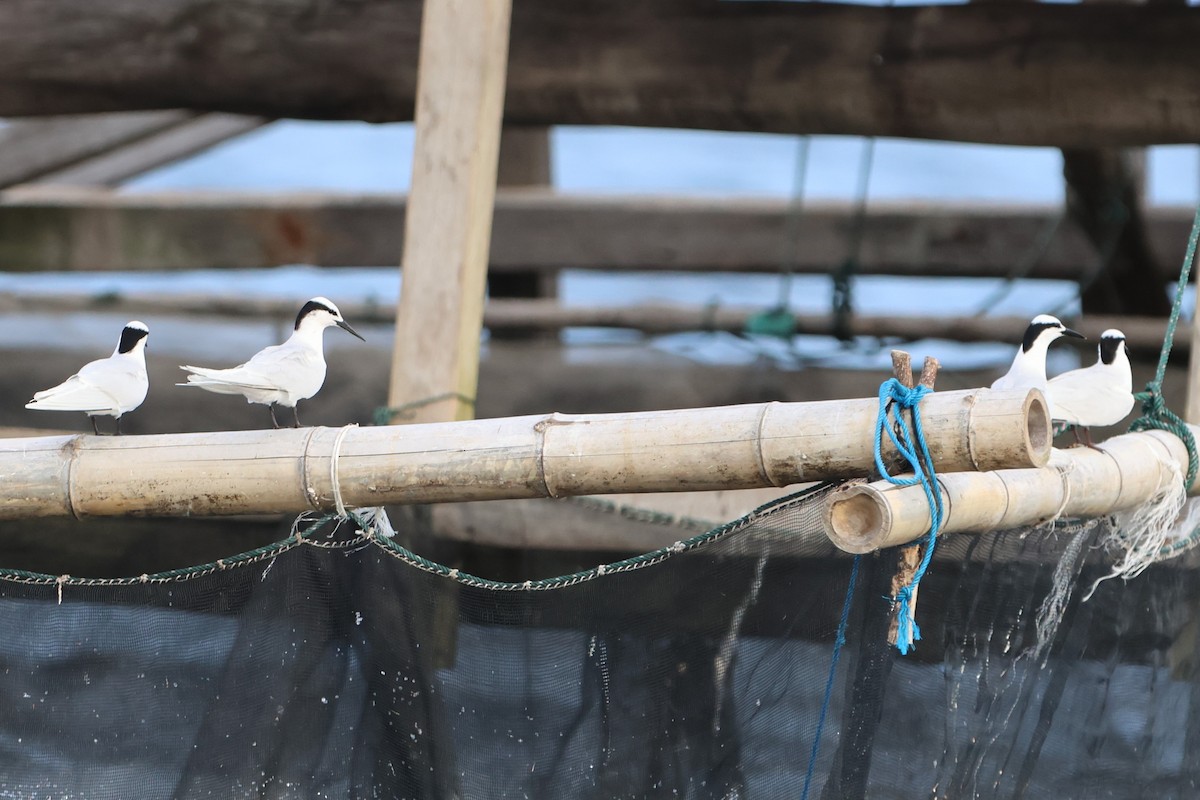 Black-naped Tern - ML620530344