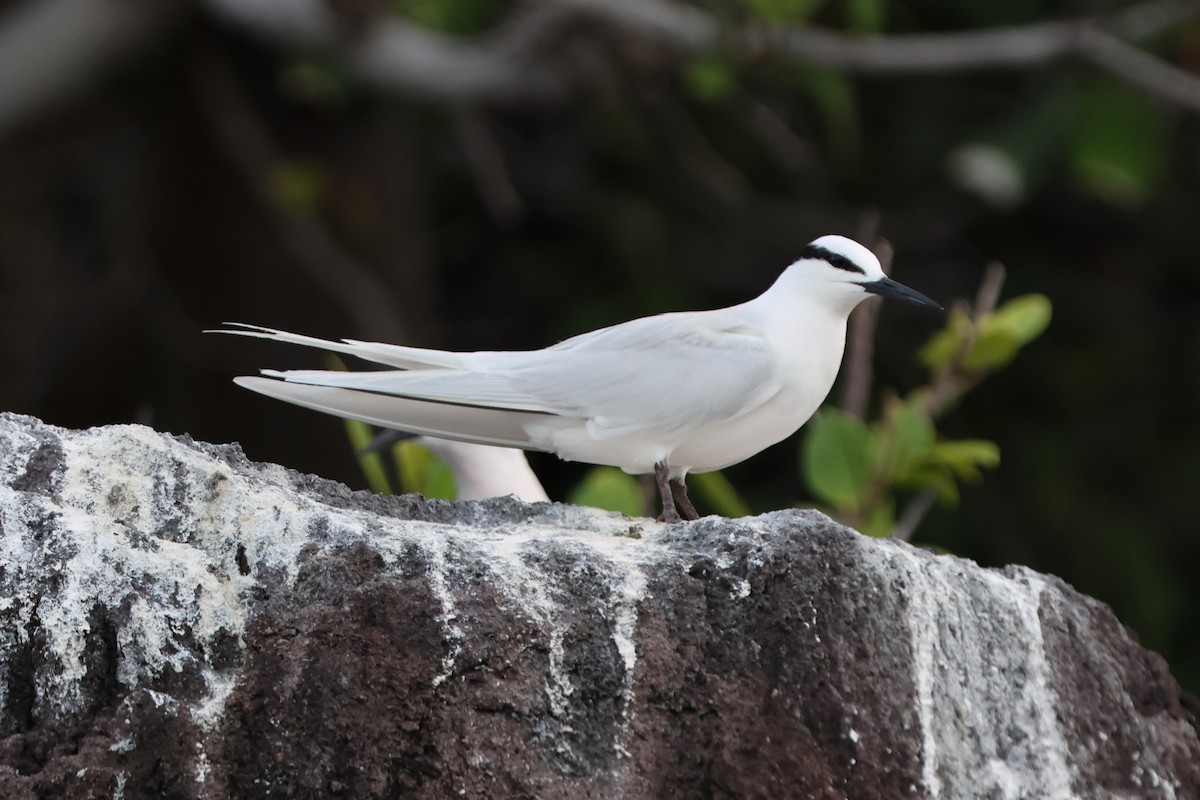 Black-naped Tern - ML620530345