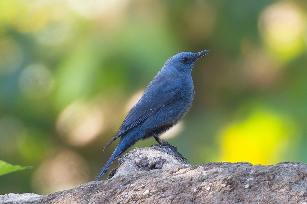 Blue Rock-Thrush - ML620530347