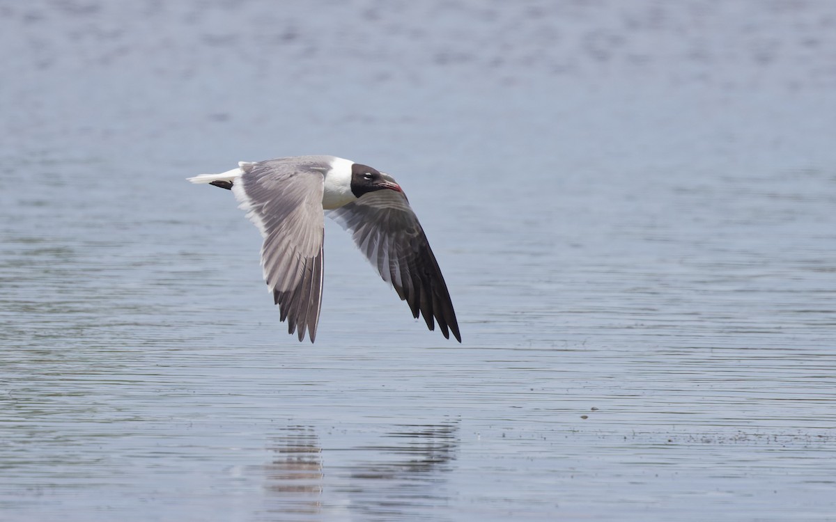 Mouette atricille - ML620530349