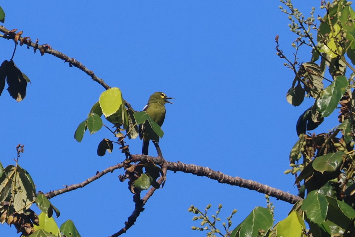 Green Iora - ML620530354