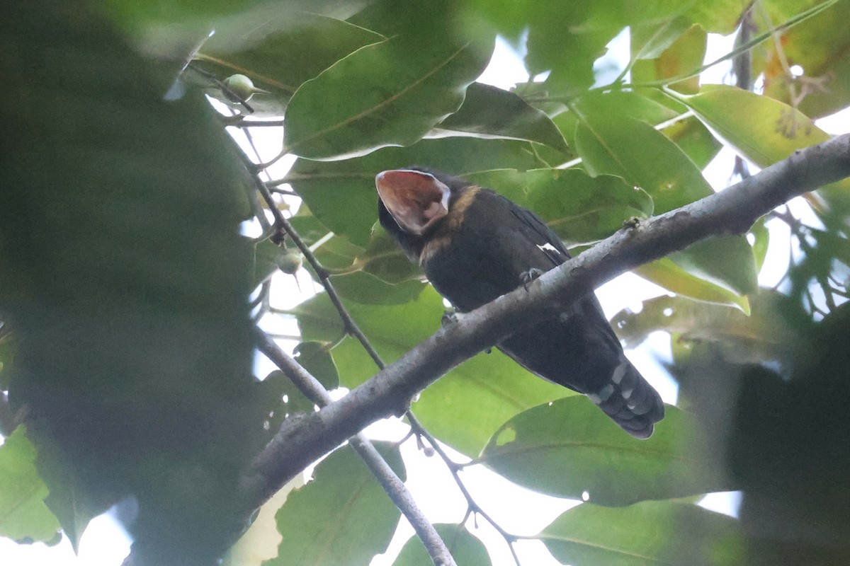 Dusky Broadbill - ML620530359