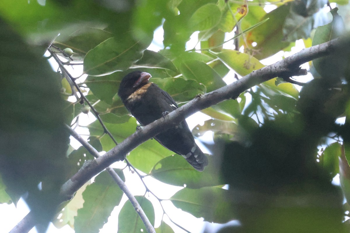 Dusky Broadbill - ML620530360