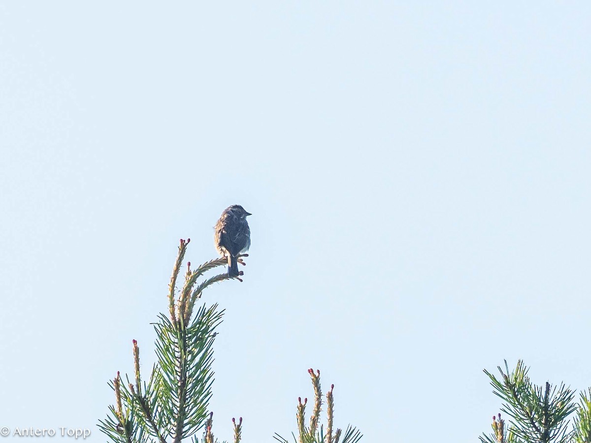 Little Bunting - ML620530361