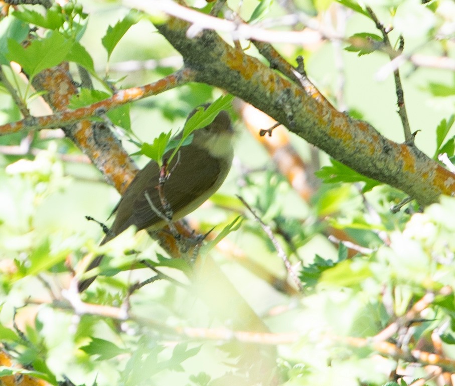 Blyth's Reed Warbler - ML620530364