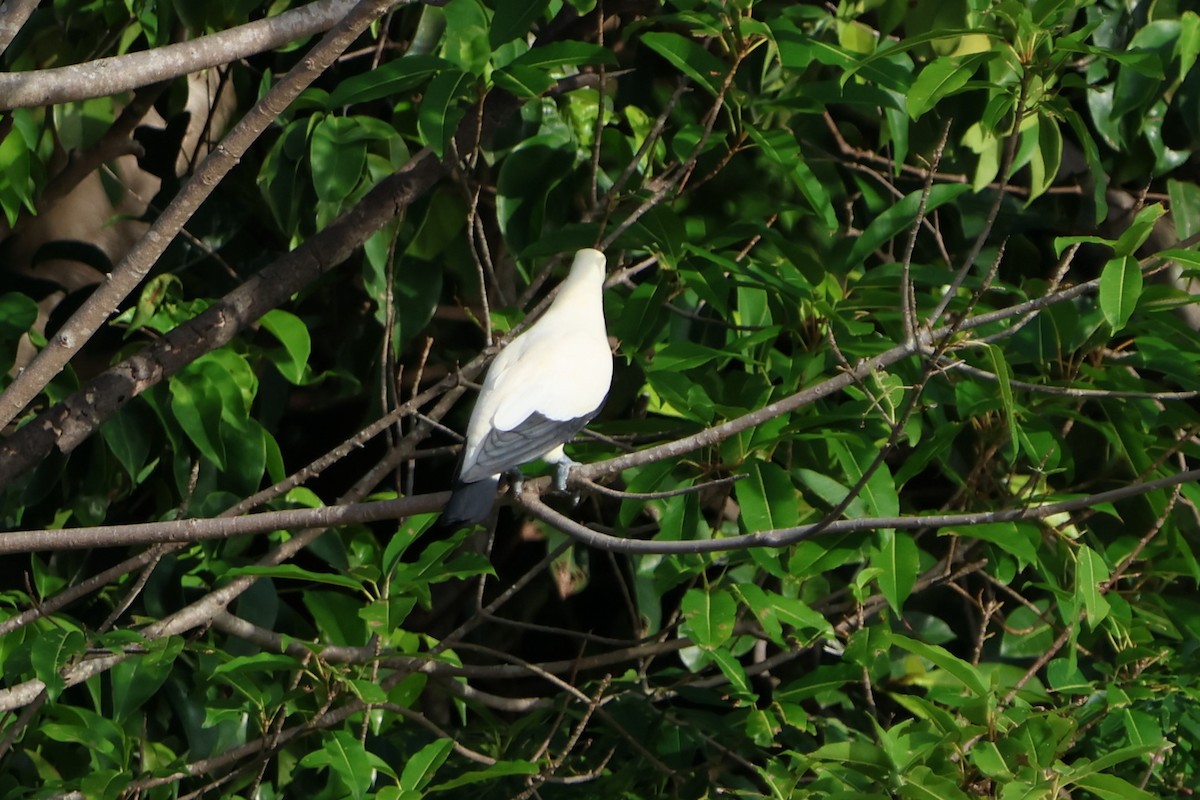 Pied Imperial-Pigeon - ML620530365