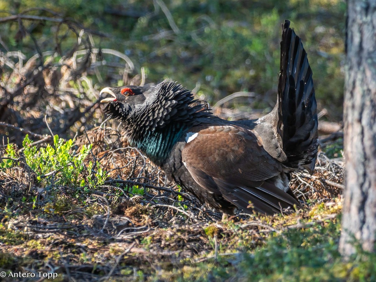 Western Capercaillie - ML620530369