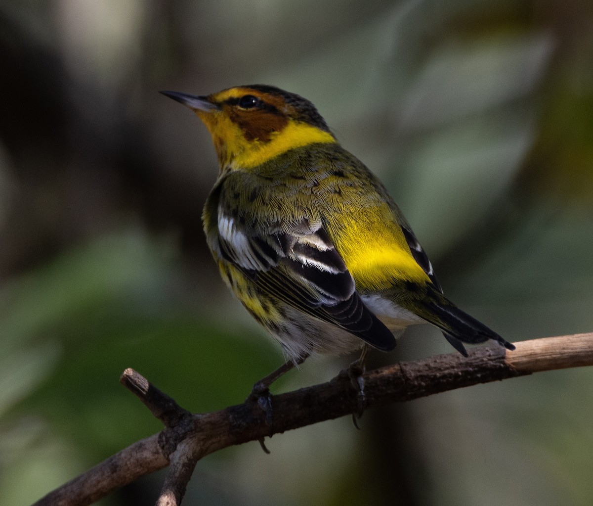 Cape May Warbler - ML620530374