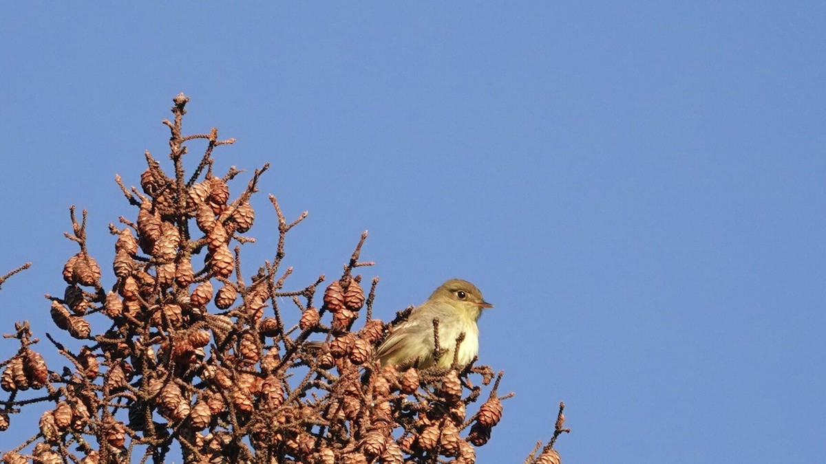 Yellow-bellied Flycatcher - ML620530376