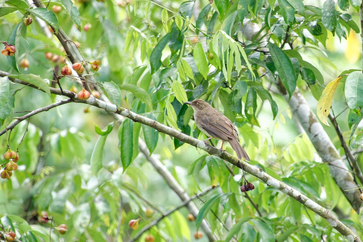 Cream-vented Bulbul (Red-eyed) - ML620530381