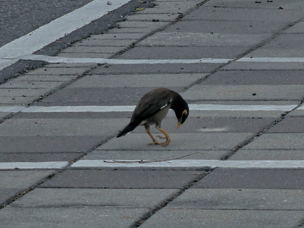 Common Myna - ML620530382