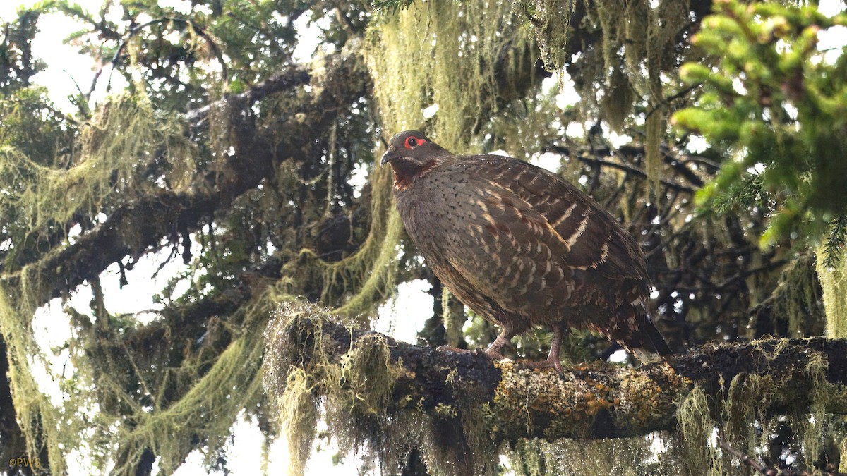 Chestnut-throated Monal-Partridge - ML620530383