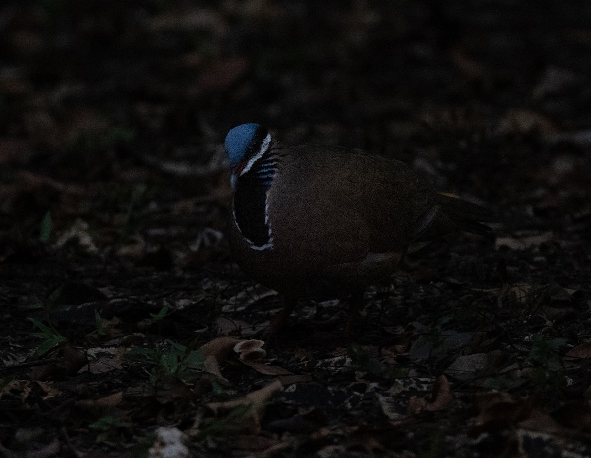 Colombe à tête bleue - ML620530384