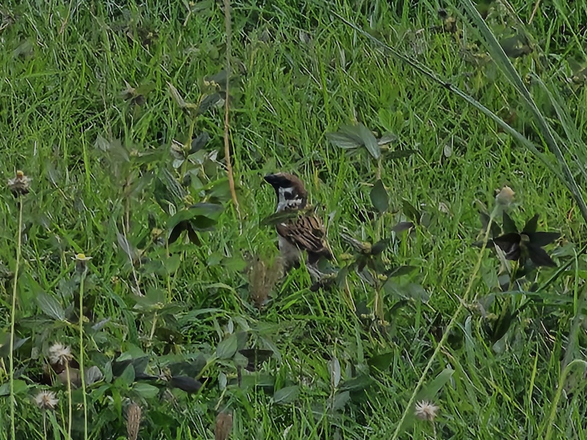 Eurasian Tree Sparrow - ML620530389