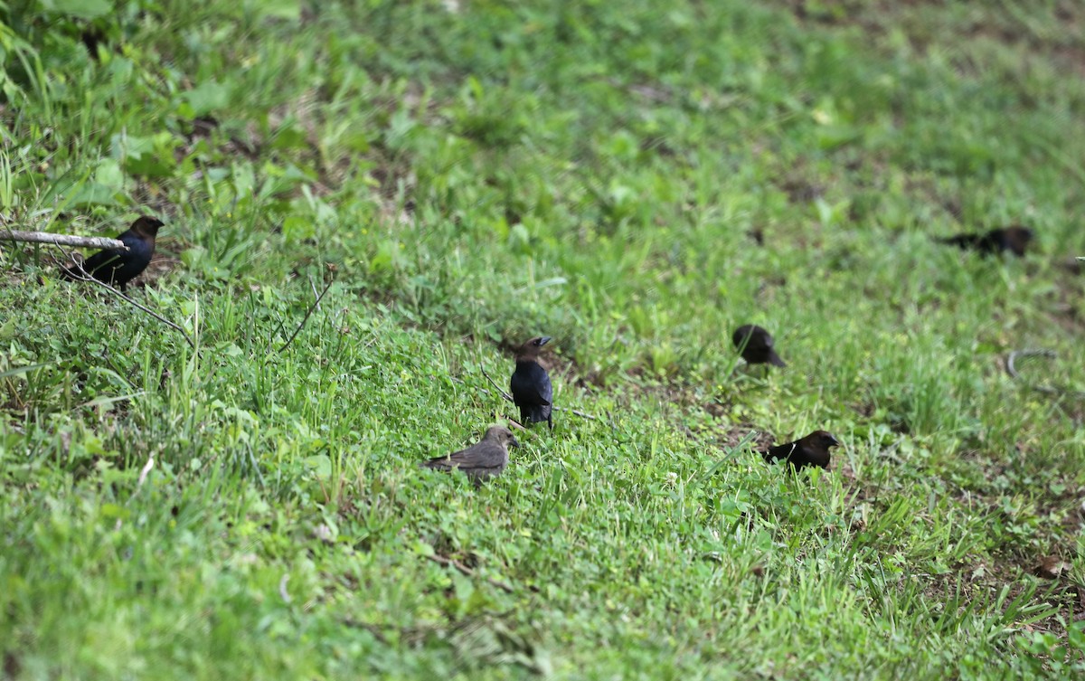 Brown-headed Cowbird - ML620530390