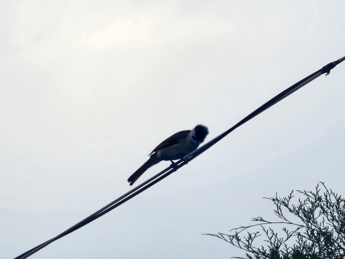 Bulbul de Taiwán - ML620530396