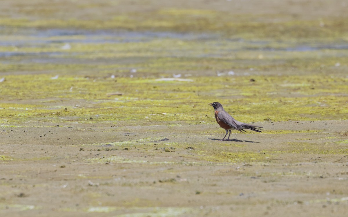 American Robin - ML620530397