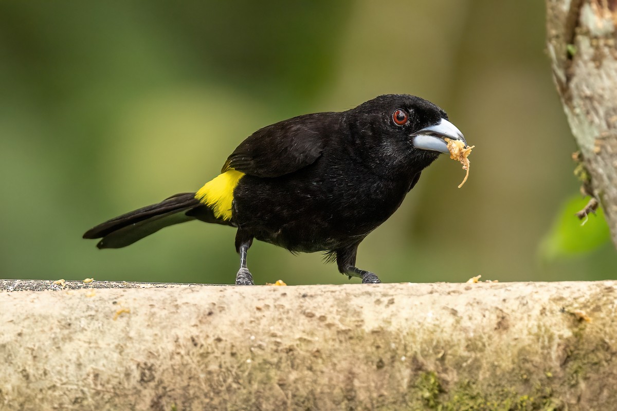 Flame-rumped Tanager (Lemon-rumped) - ML620530398