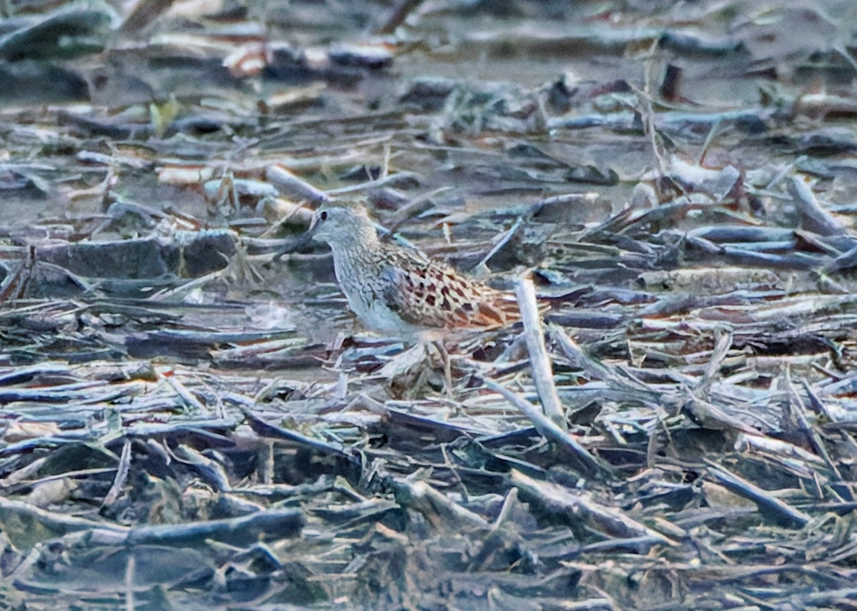 Least Sandpiper - ML620530403