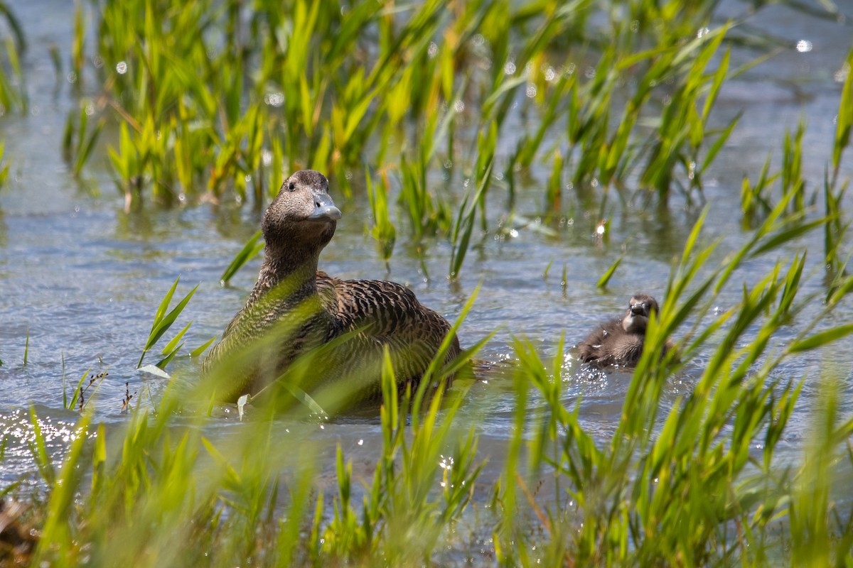 Common Eider - ML620530406