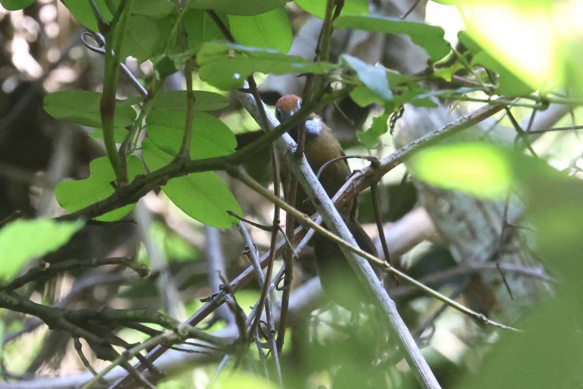 Fluffy-backed Tit-Babbler - ML620530417