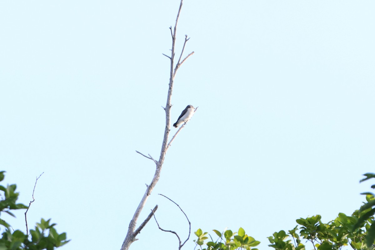 White-breasted Woodswallow - ML620530421
