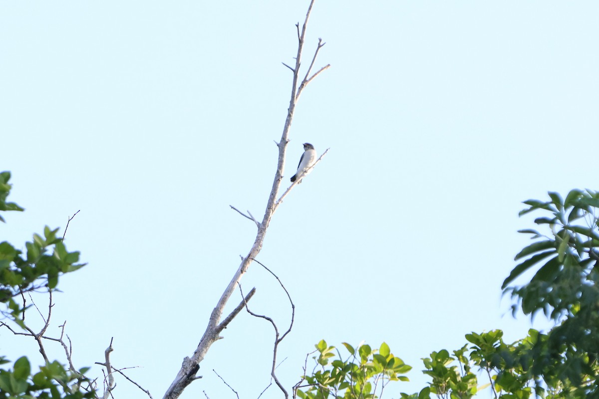 White-breasted Woodswallow - ML620530422