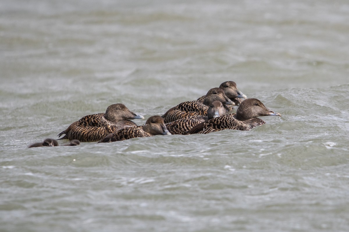 Common Eider - ML620530423