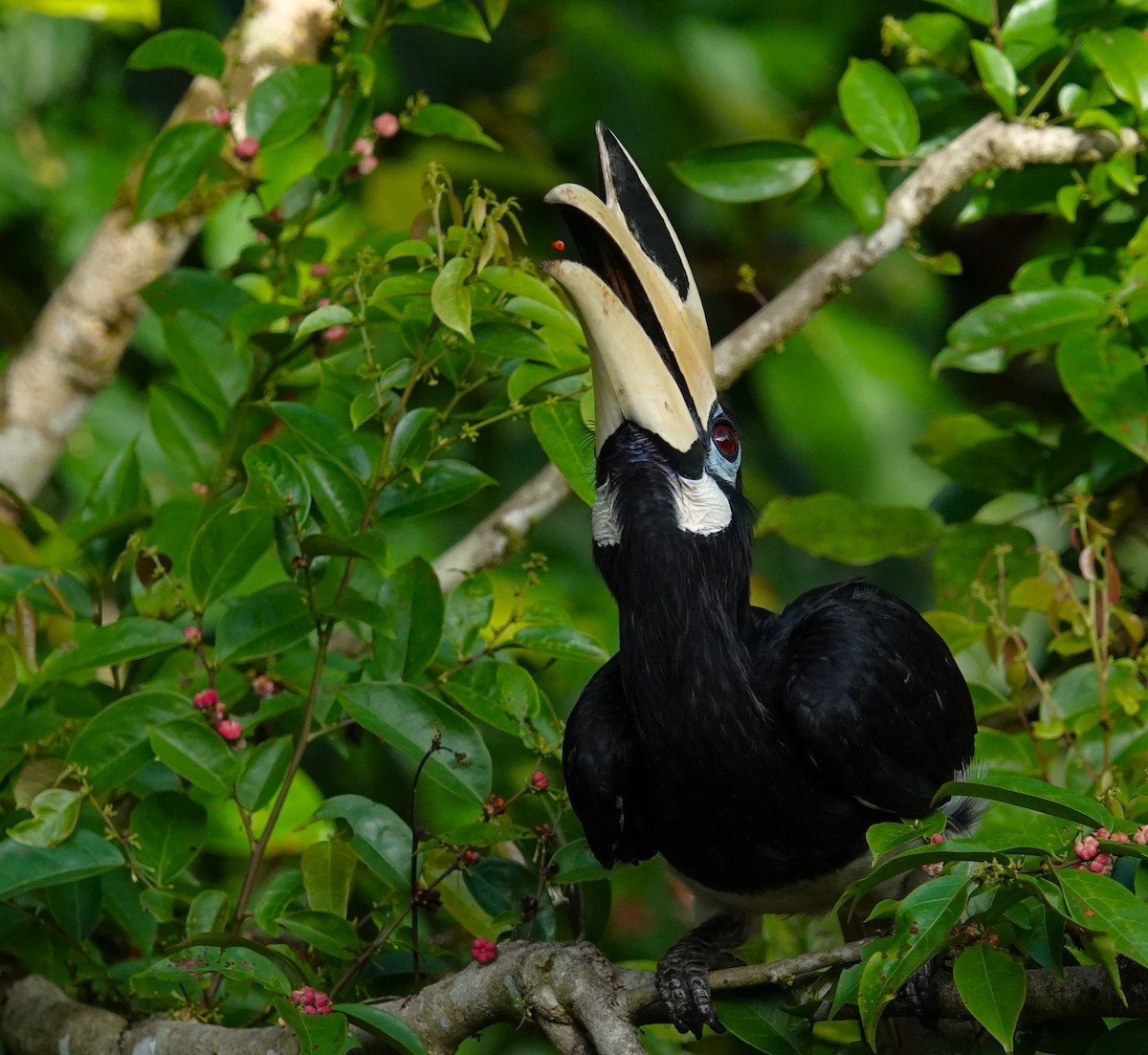 Oriental Pied-Hornbill - ML620530426