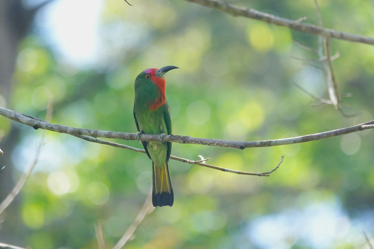 Red-bearded Bee-eater - ML620530432