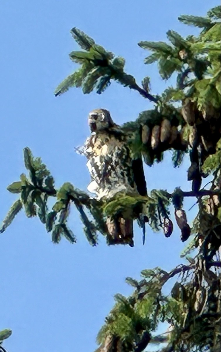 Red-tailed Hawk (borealis) - ML620530439