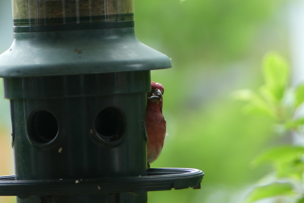 Purple Finch - ML620530440