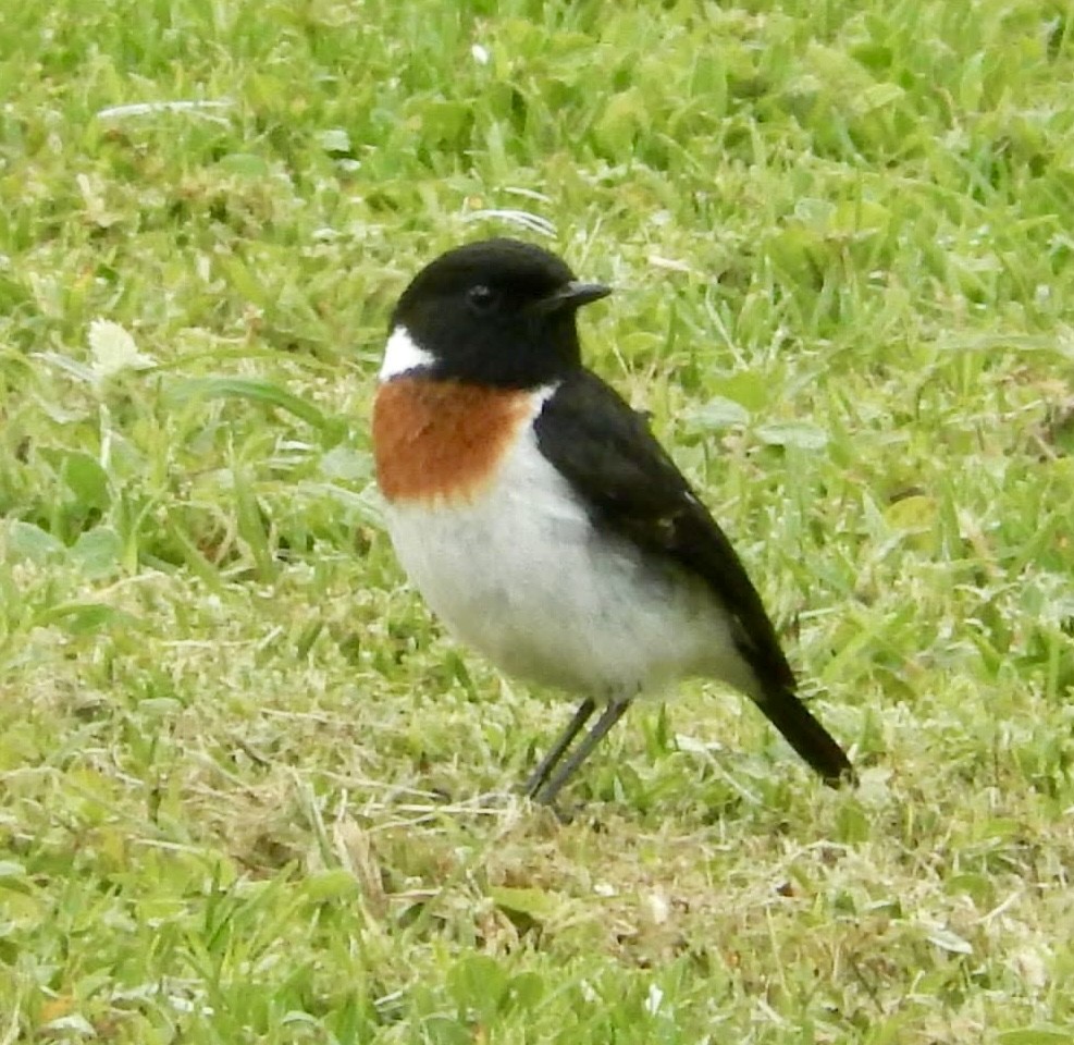 African Stonechat - ML620530444