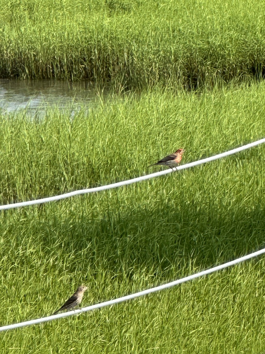 House Finch - ML620530446