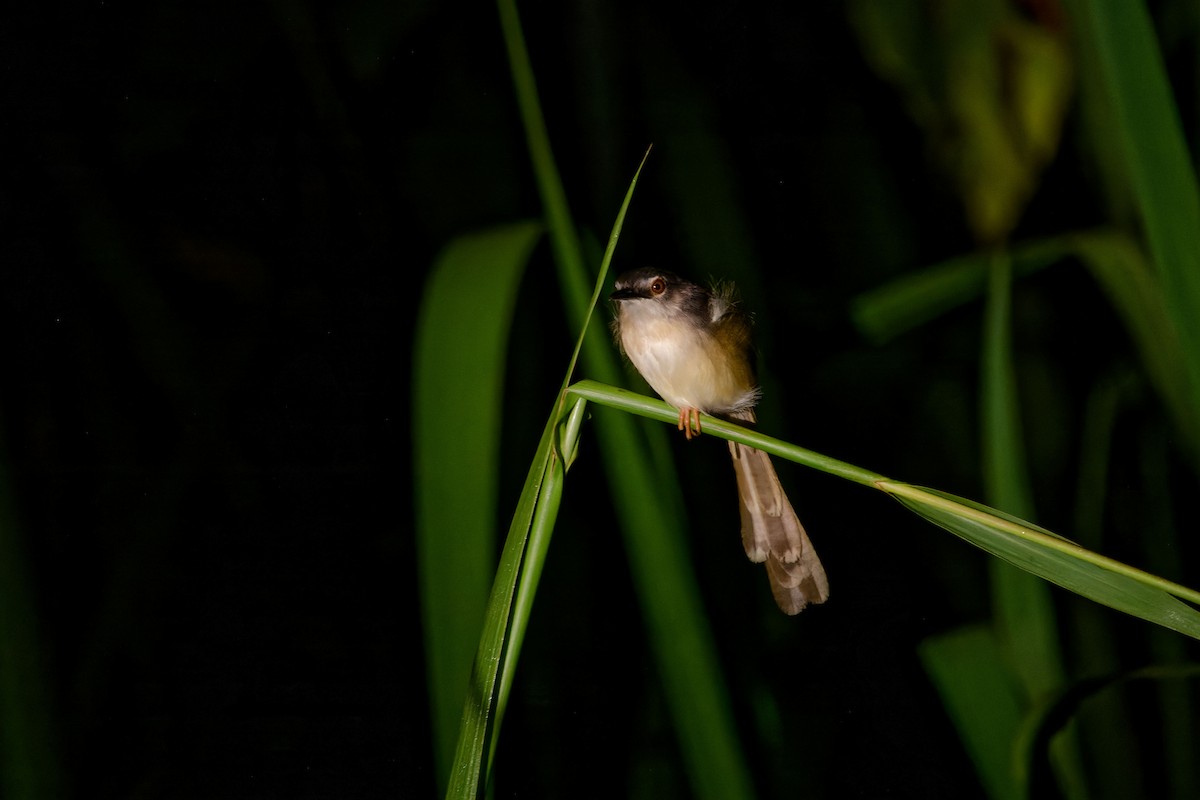 Yellow-bellied Prinia (Yellow-bellied) - ML620530447