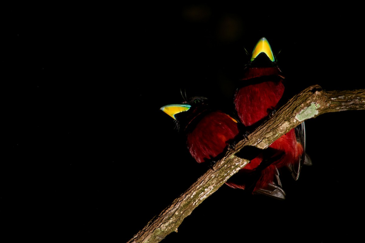Black-and-red Broadbill (Black-and-red) - ML620530449