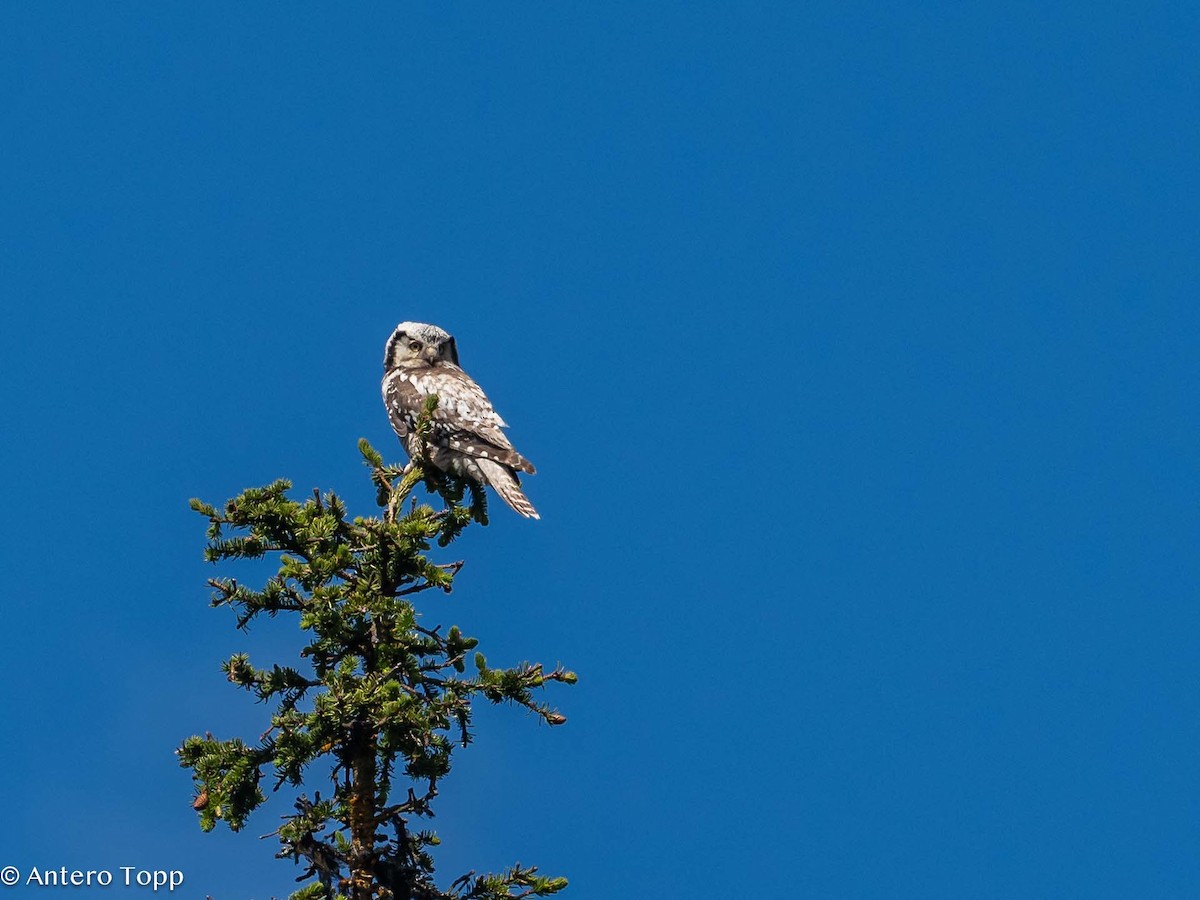 Northern Hawk Owl - ML620530452