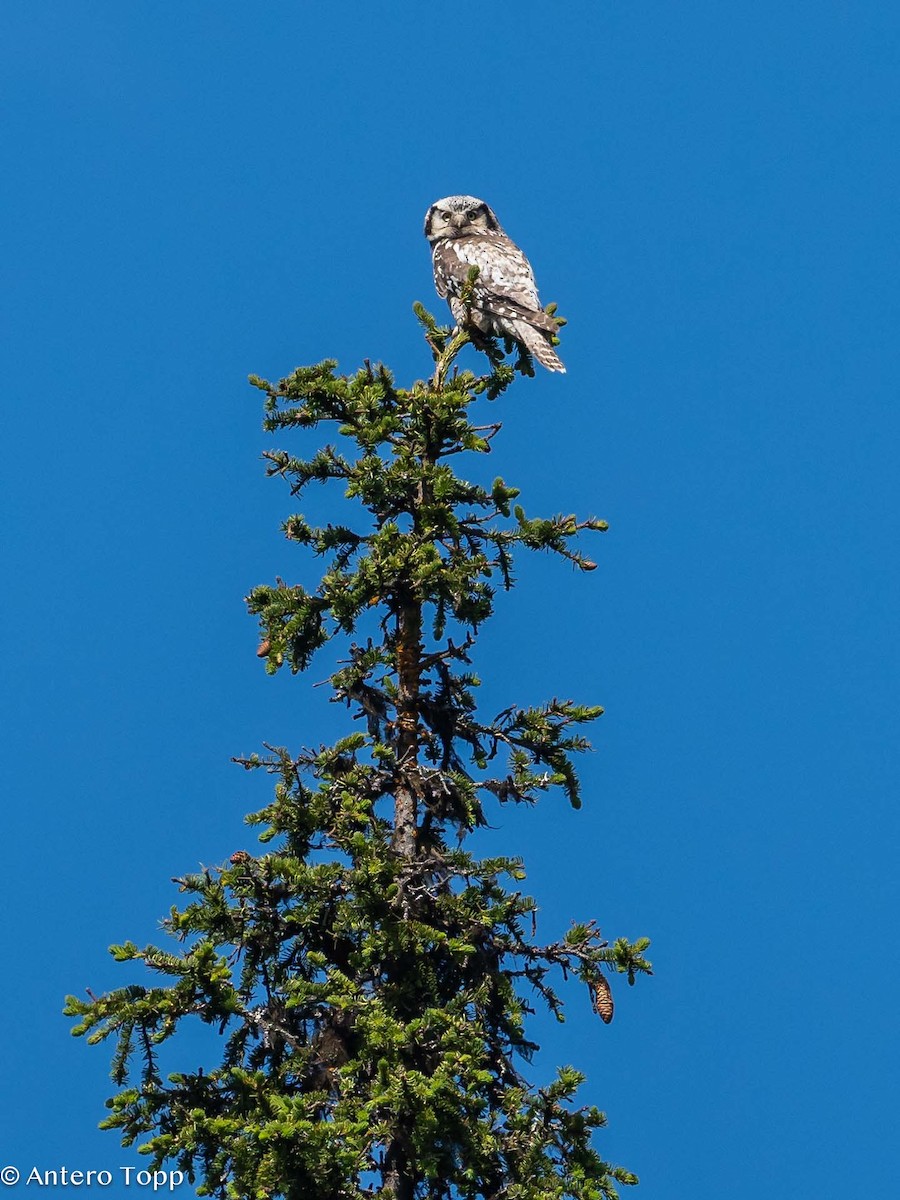 Northern Hawk Owl - ML620530453