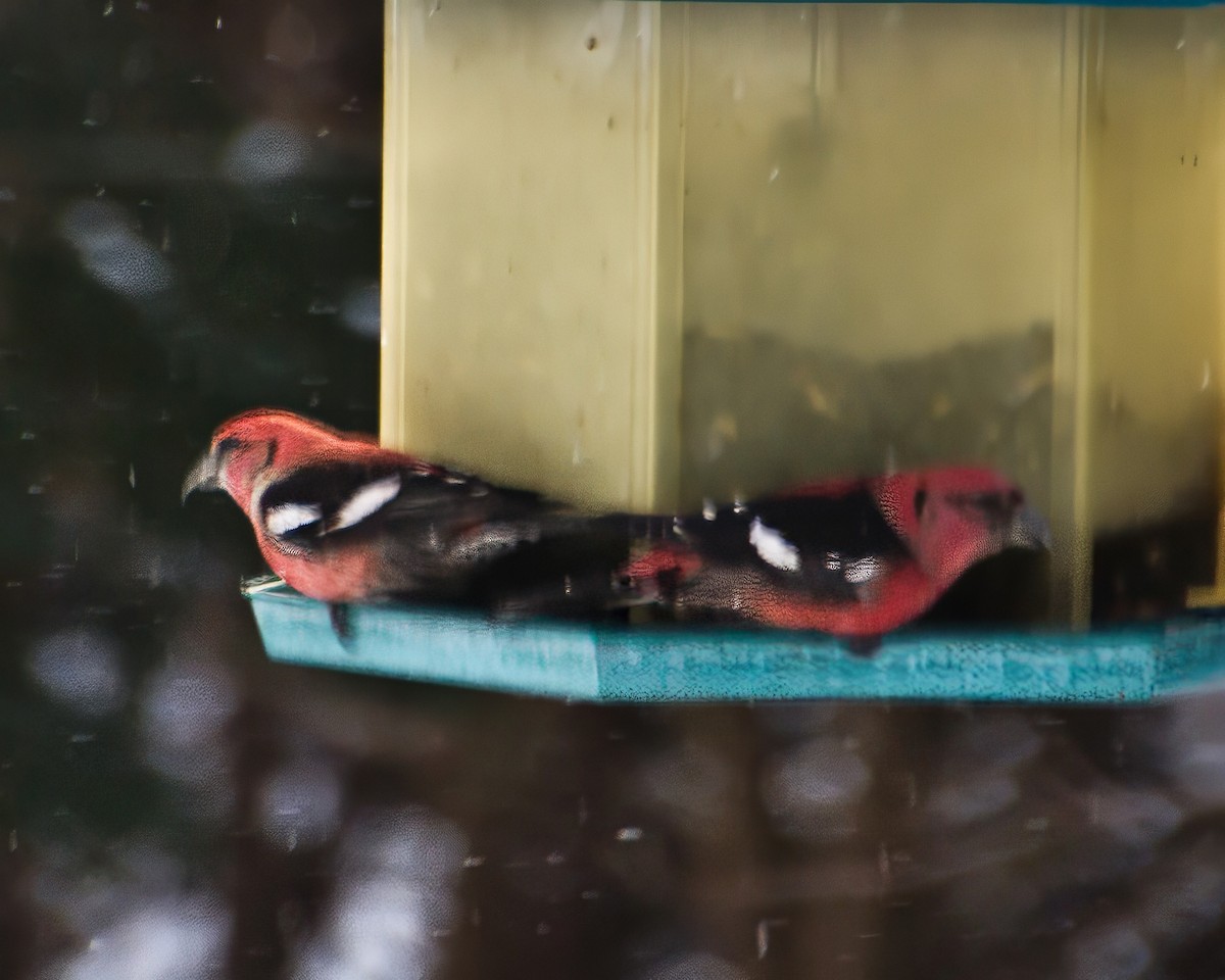 White-winged Crossbill - ML620530454